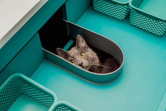 a gray cat sitting inside of a blue container