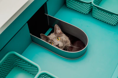 a gray cat sitting inside of a blue container