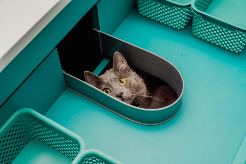 Best Litter Box Setup for Cats
