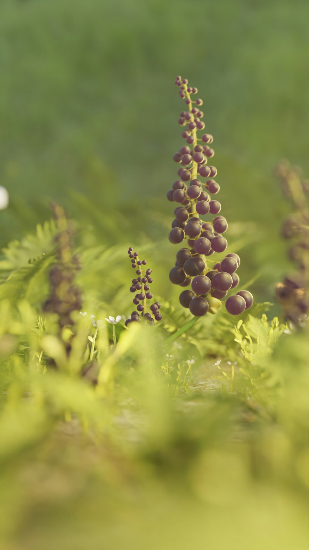 a close up of a bunch of grapes on a plant