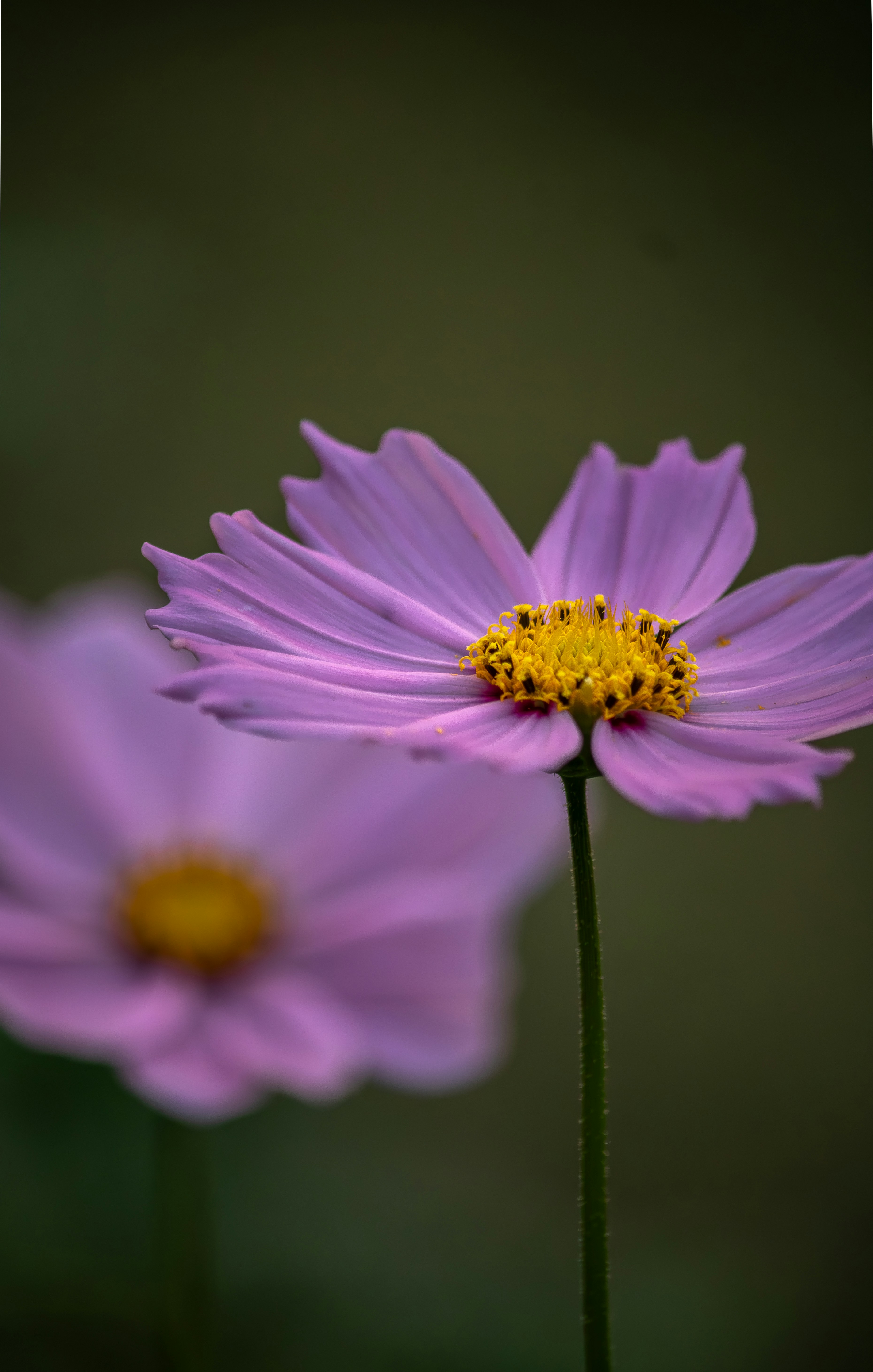 Photo by tanvirahmed2232