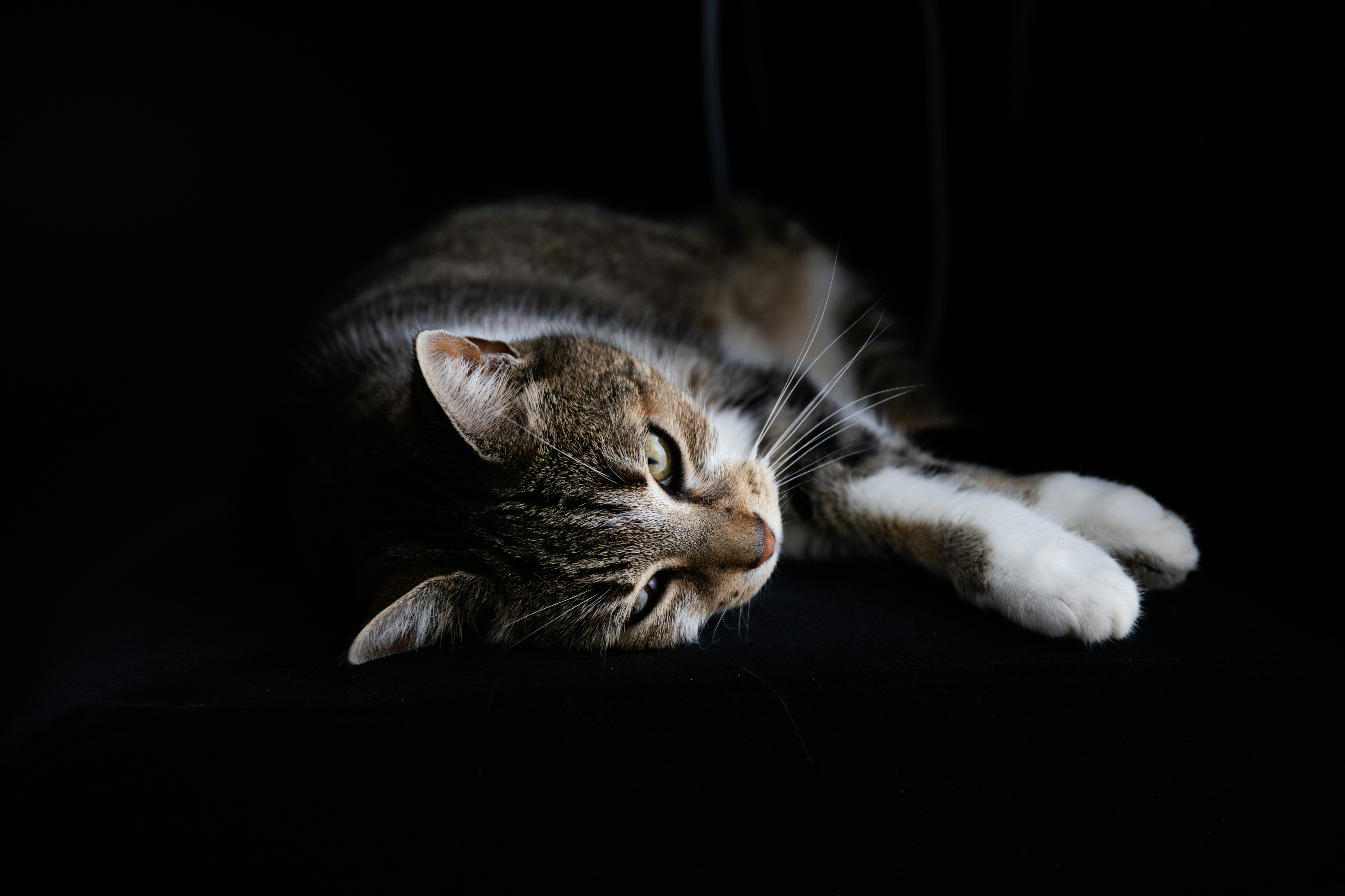 Photo by kotorishiro