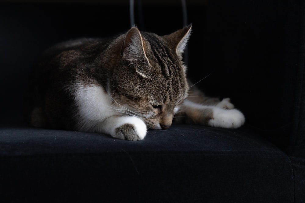 a cat laying down on a black couch