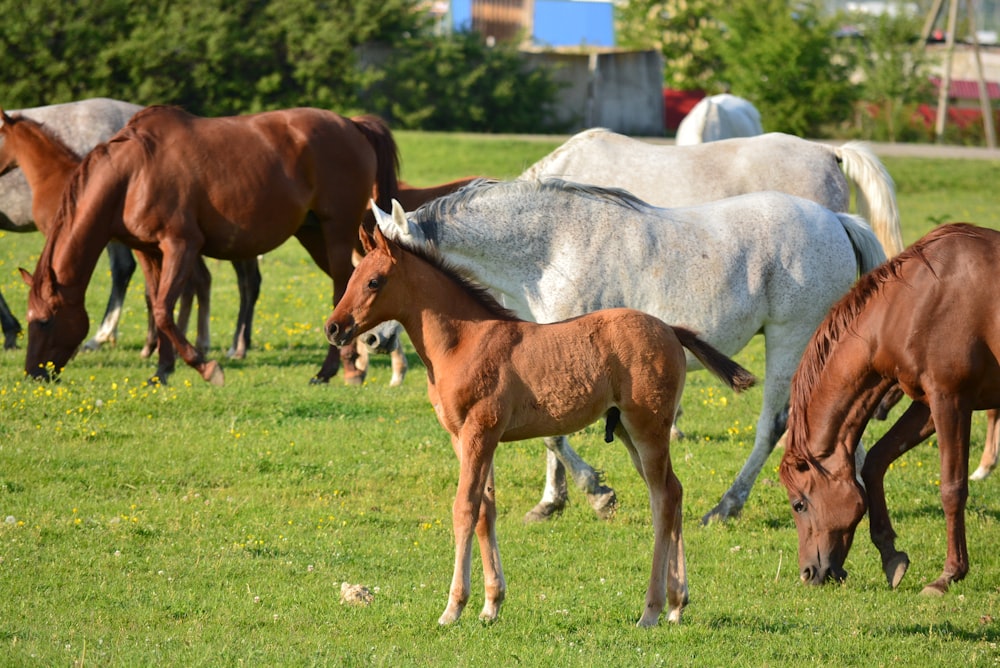 a herd of horses grazing on a lush green field