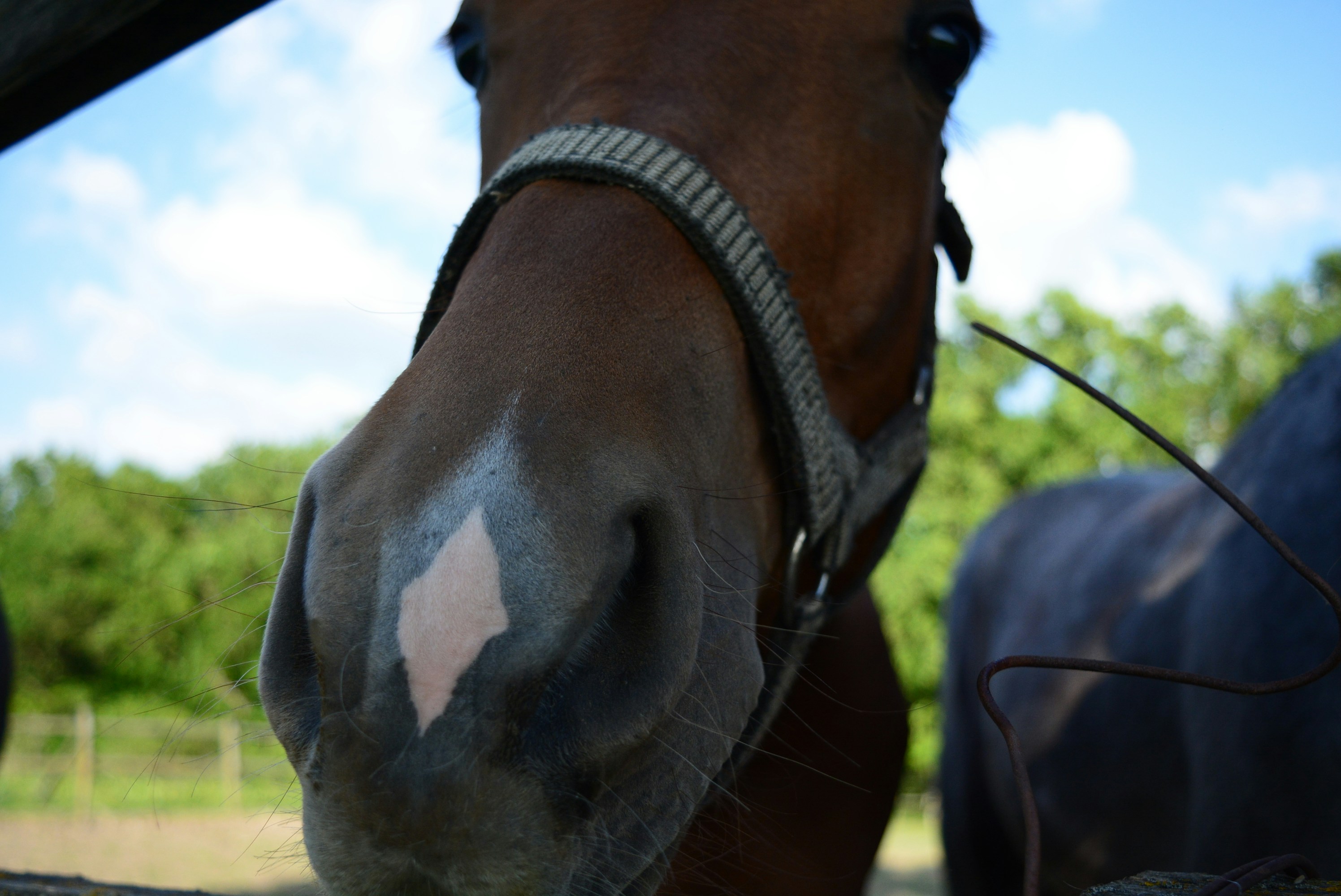 a close up of a horse's face with trees in the background