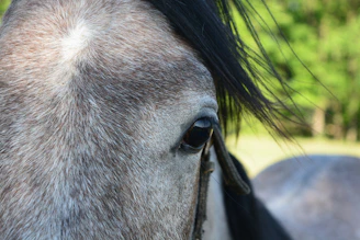a close up of a horse's face with trees in the background