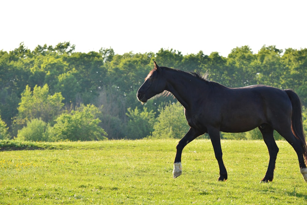 a black horse walking across a lush green field