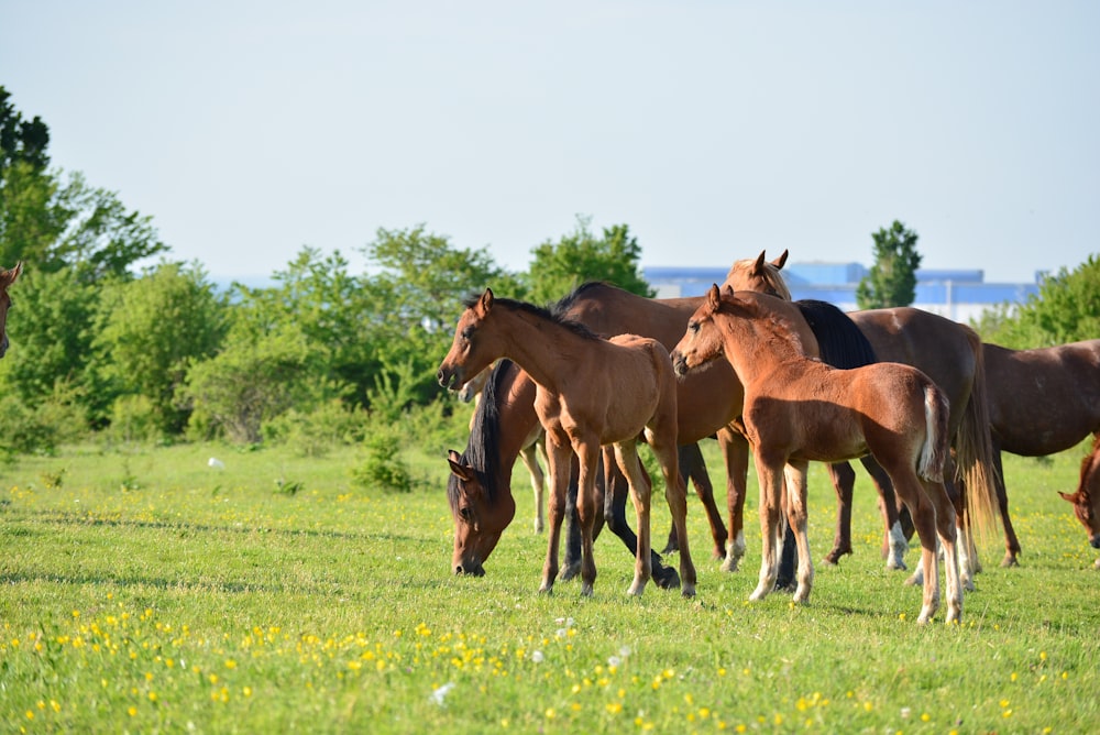 a group of horses are standing in a field