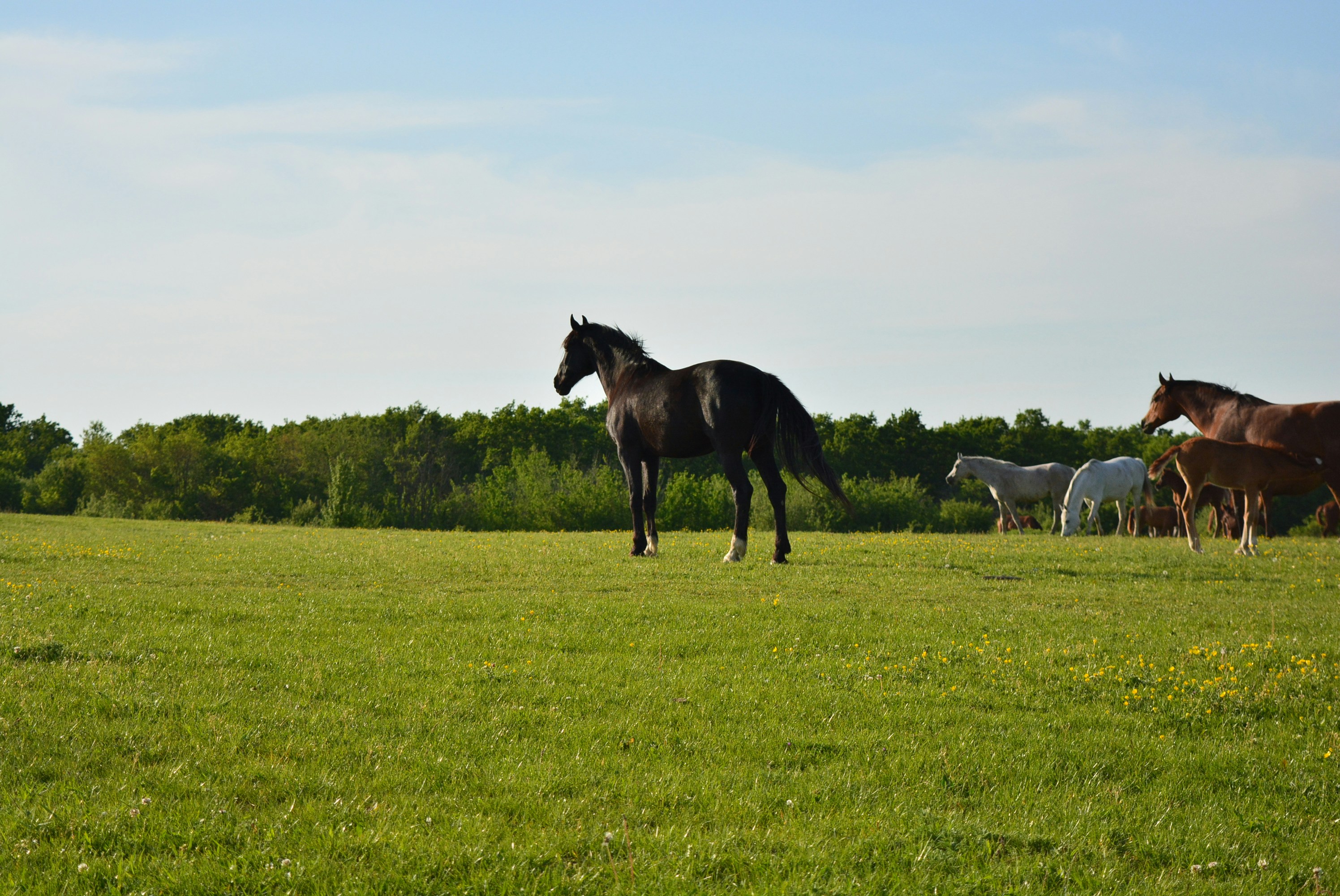 a group of horses standing on top of a lush green field