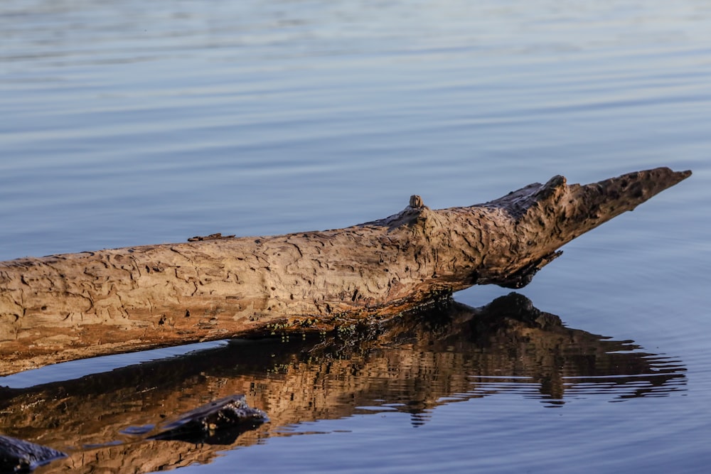 a log sticking out of a body of water