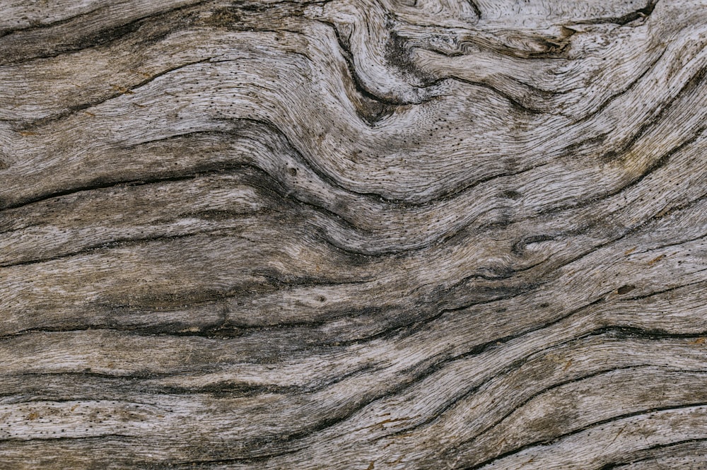 a close up view of a tree trunk