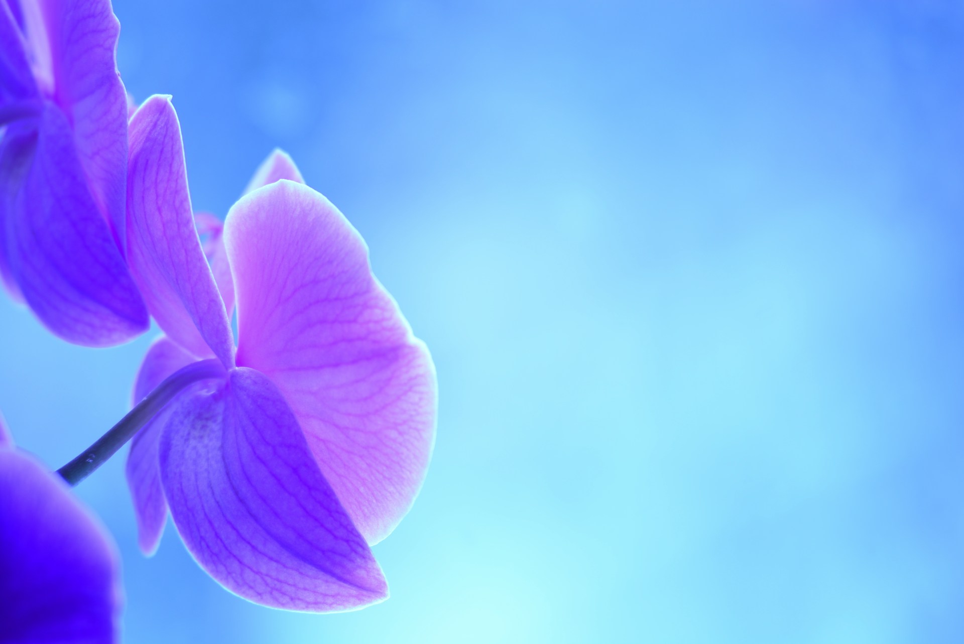 a close up of a purple flower with a blue sky in the background