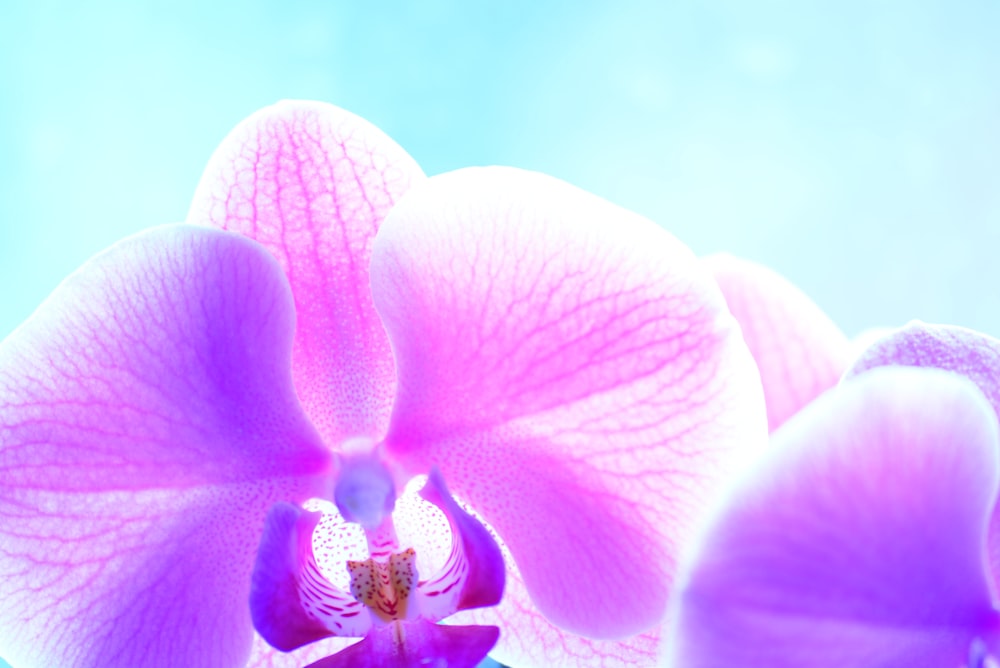 a close up of a pink flower with a sky background