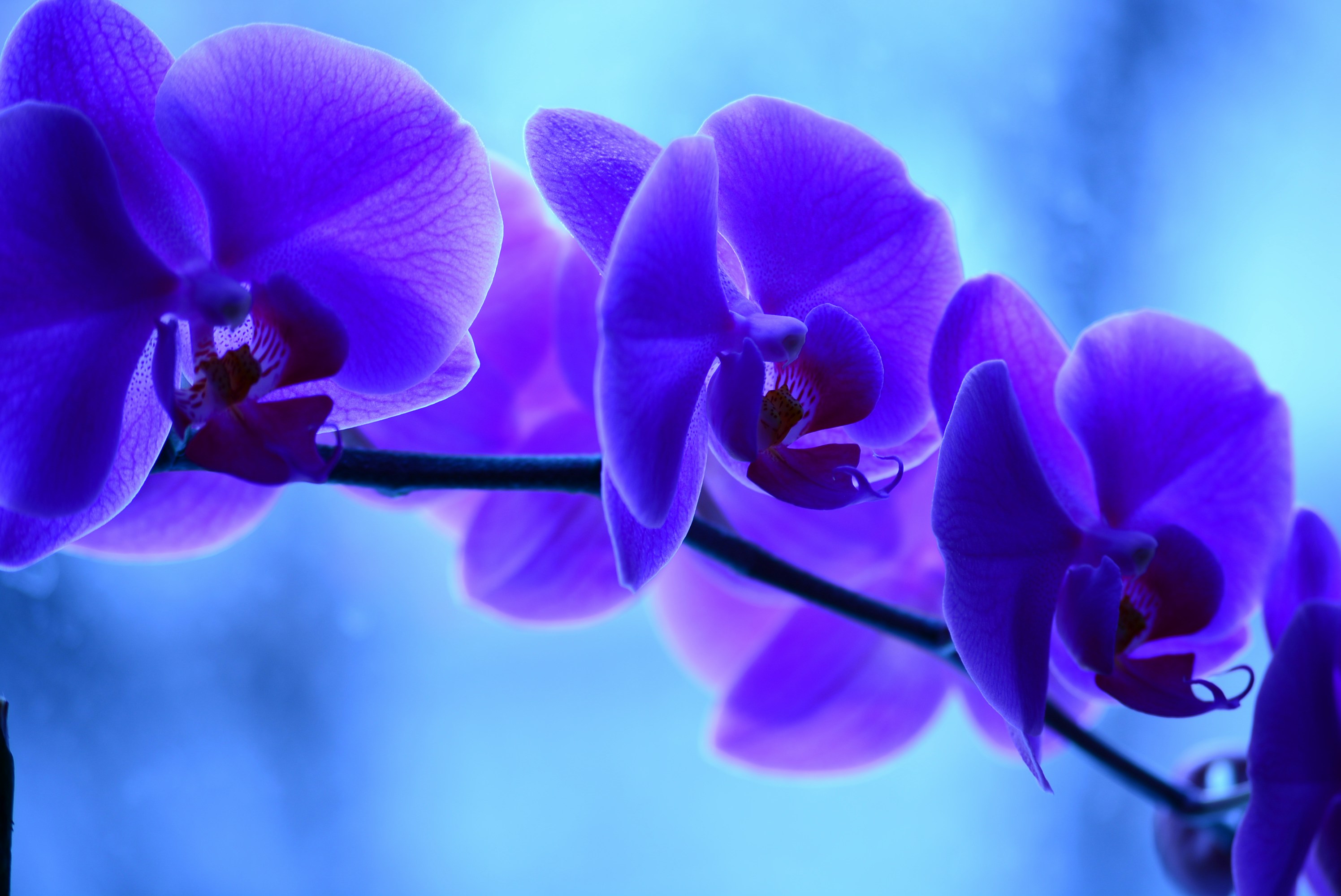 Photo by oblacko_oorta