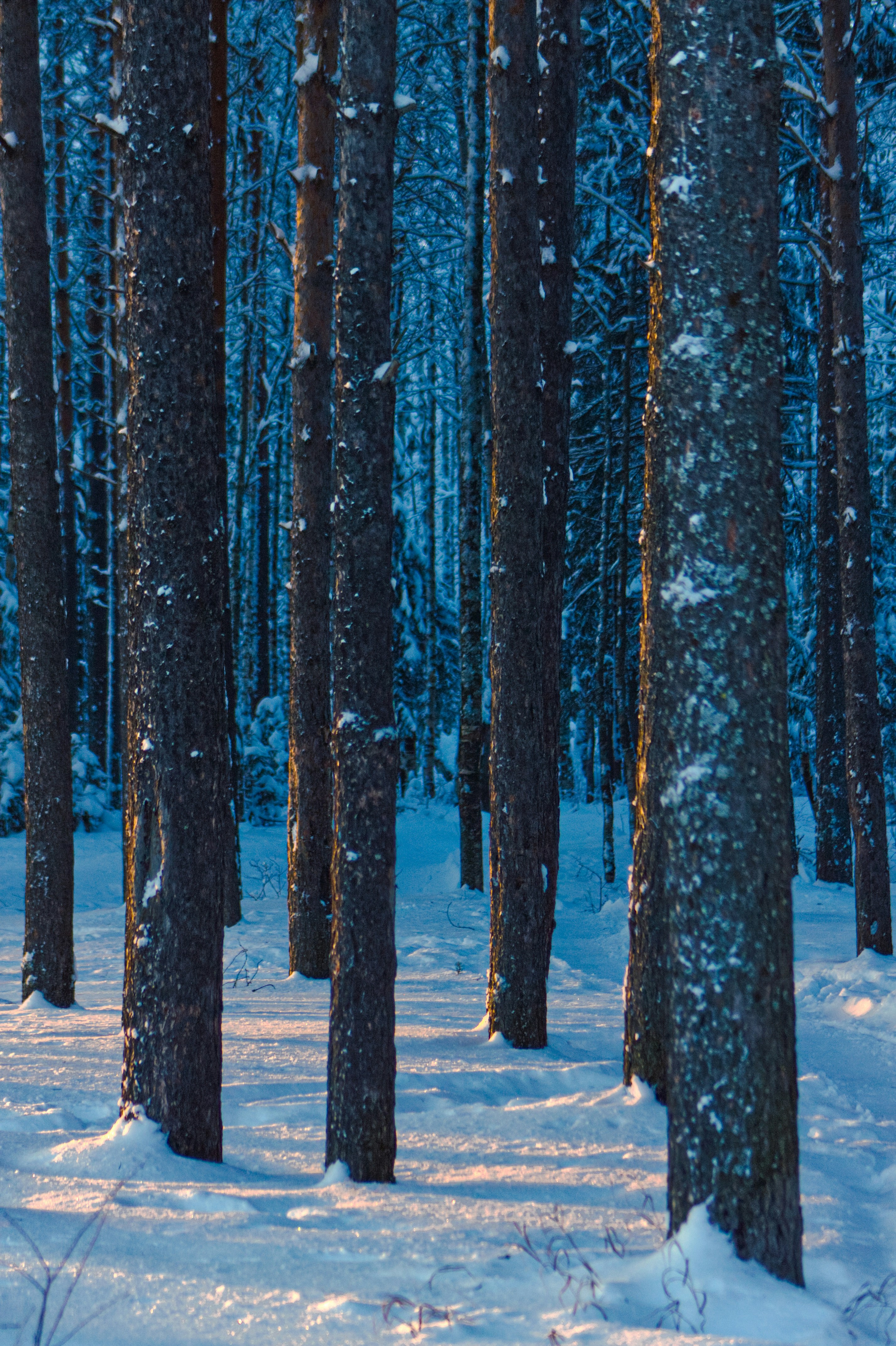 Photo by dragoncy635