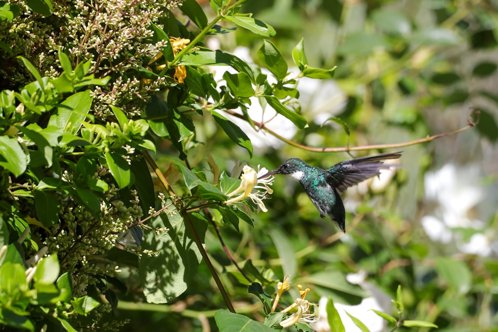 a small bird flying over a lush green forest