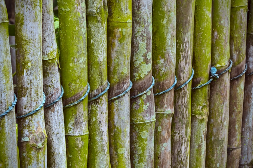 a close up of a fence made of bamboo sticks