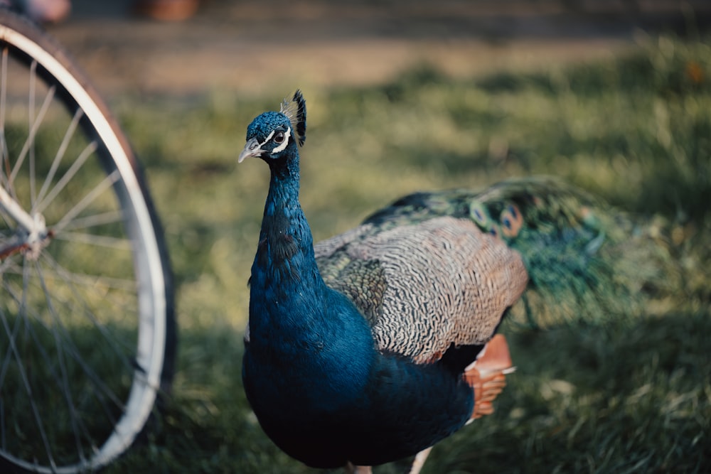 a peacock standing next to a bicycle in a field