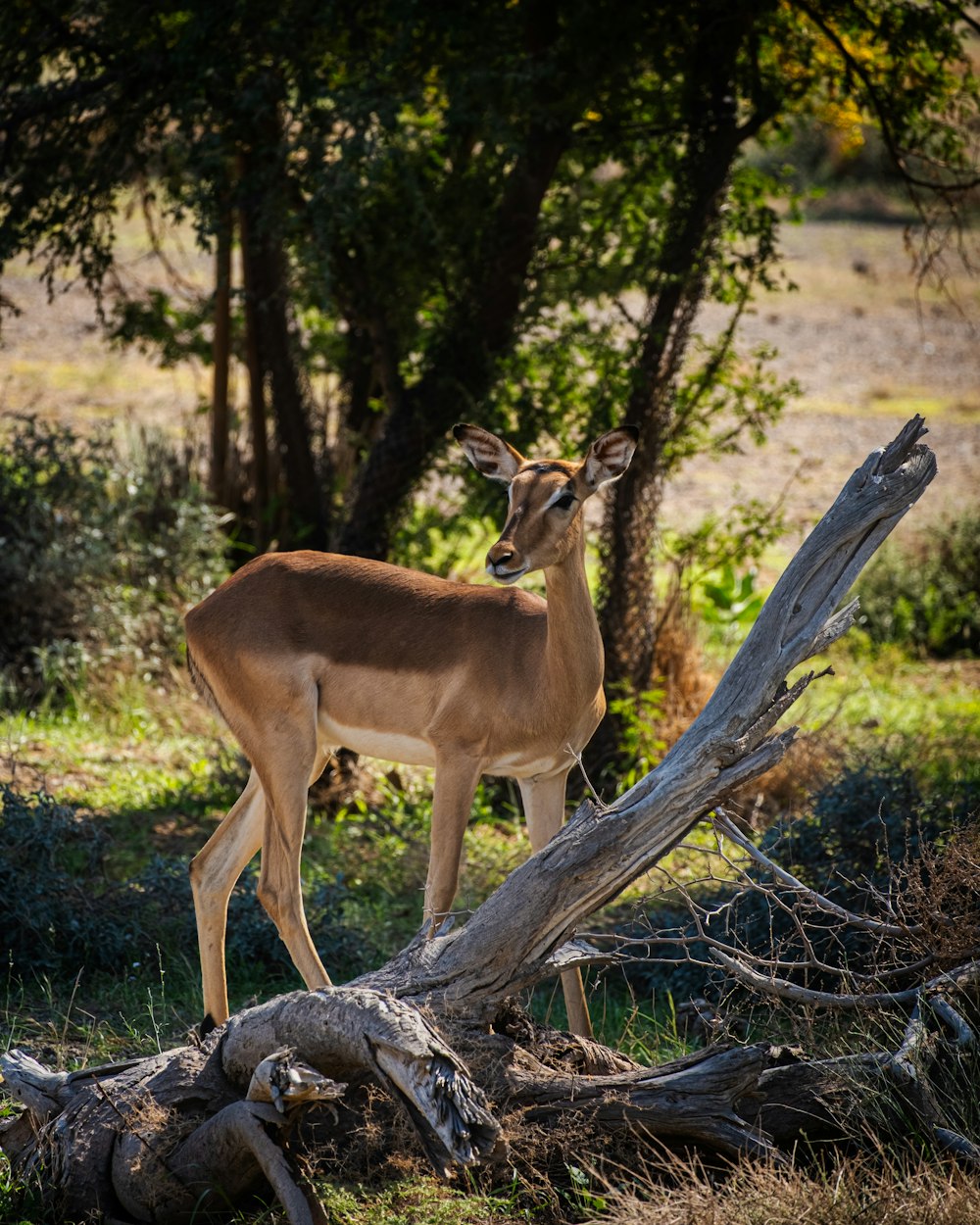 a deer standing next to a fallen tree