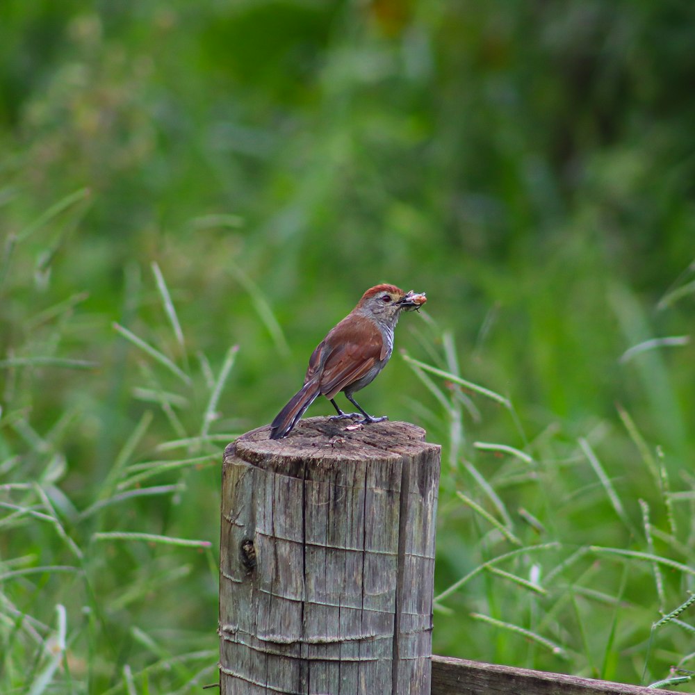 a bird sitting on top of a wooden post