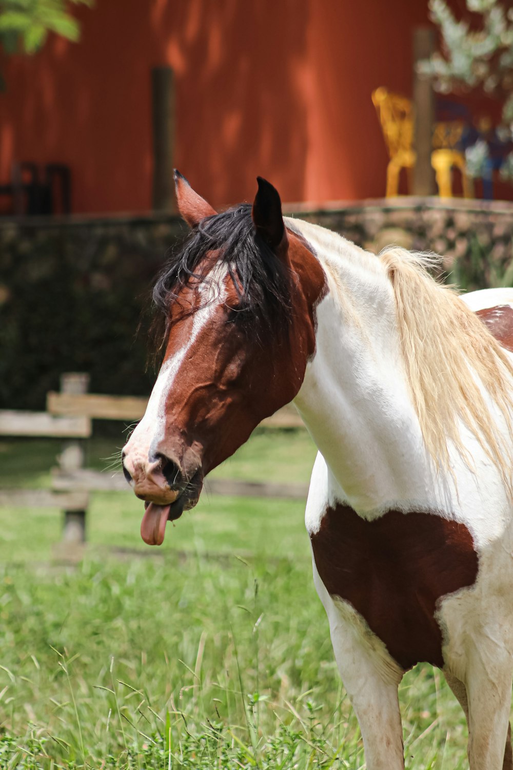 a brown and white horse standing on top of a lush green field