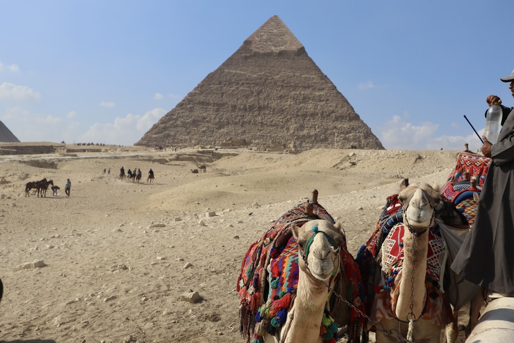 a man riding a camel in front of a pyramid