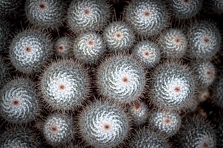 a close up of a bunch of small plants