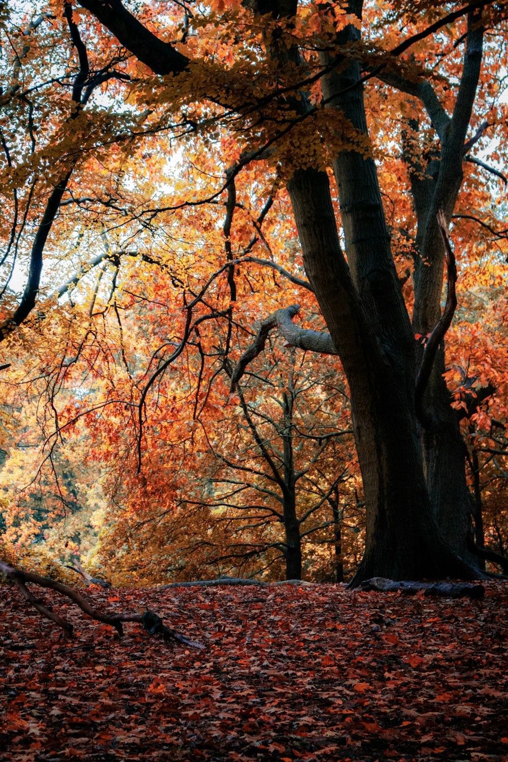 a tree with lots of leaves on the ground