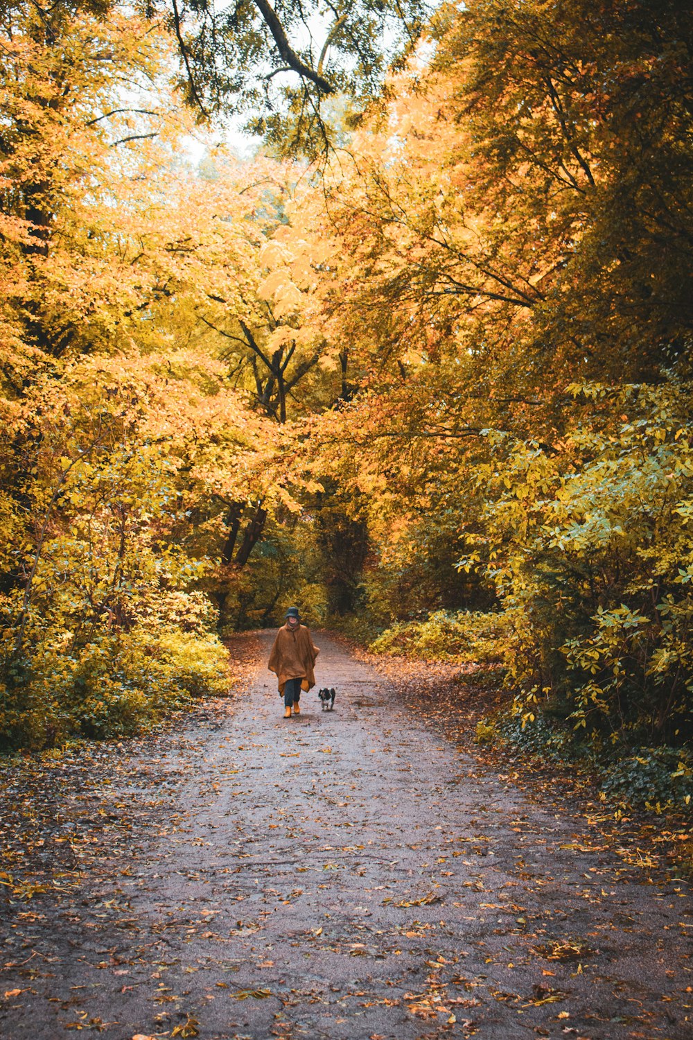 a person walking a dog on a path in the woods