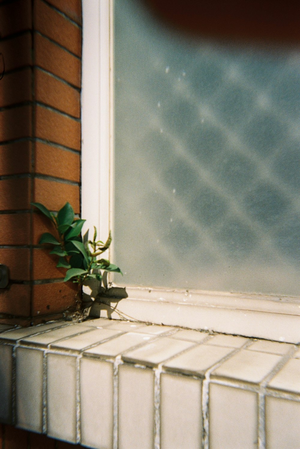 a small plant is growing out of a window sill
