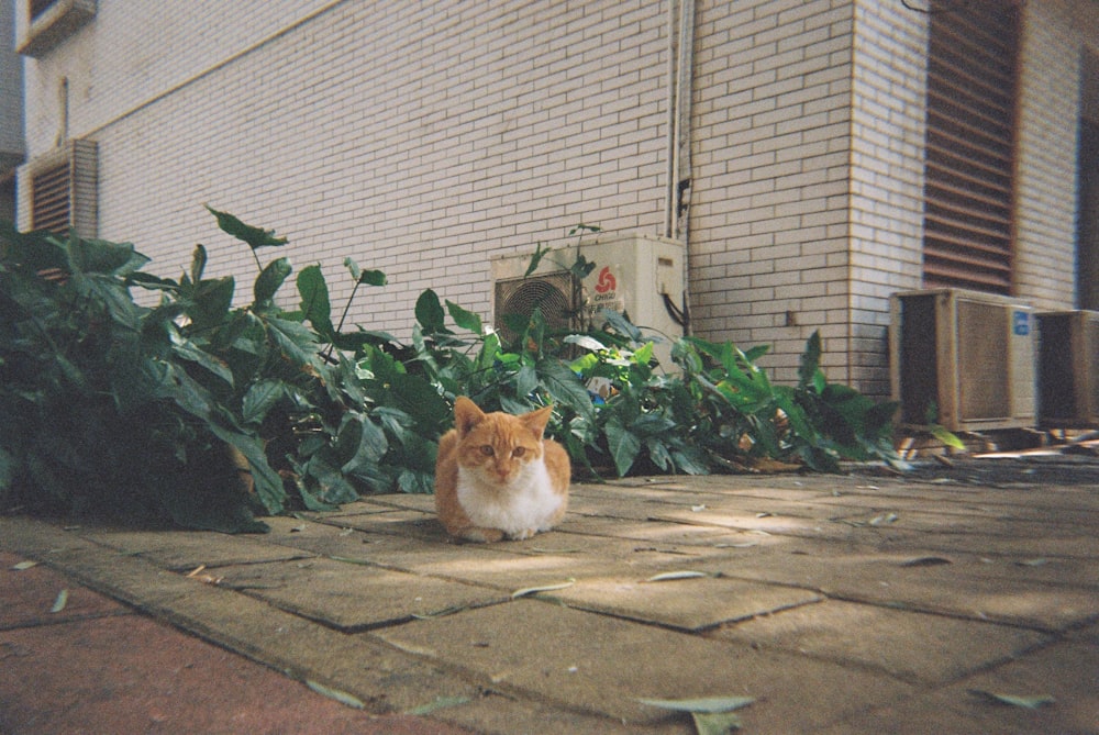 an orange and white cat sitting in front of a building