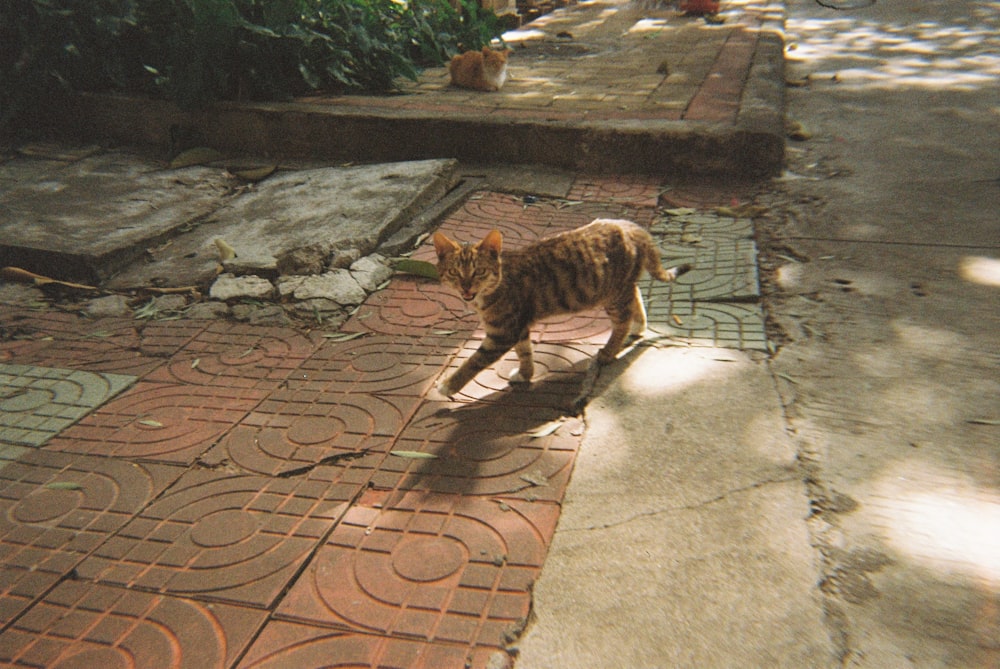 a cat walking across a sidewalk next to a forest