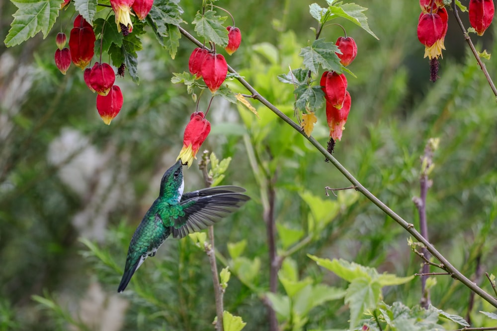 a hummingbird flying away from a red flower