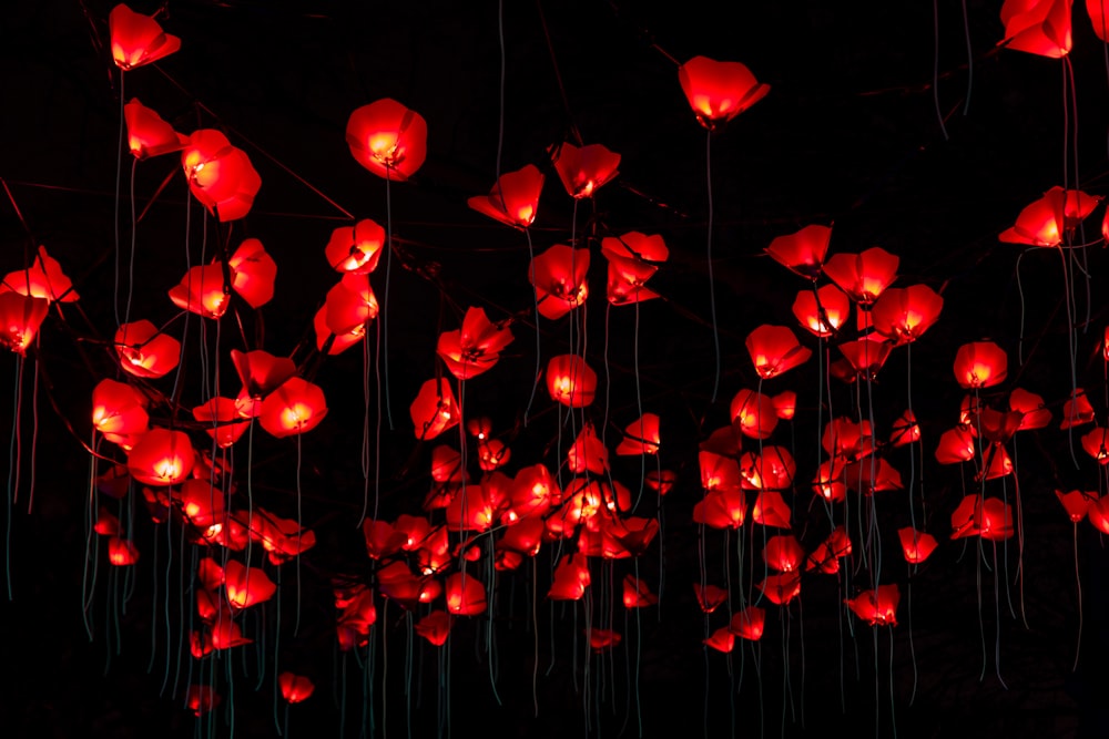 a bunch of red flowers hanging from strings