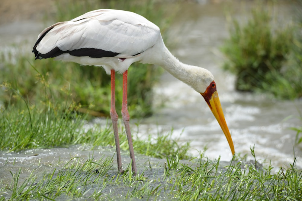 a large white bird with a long beak