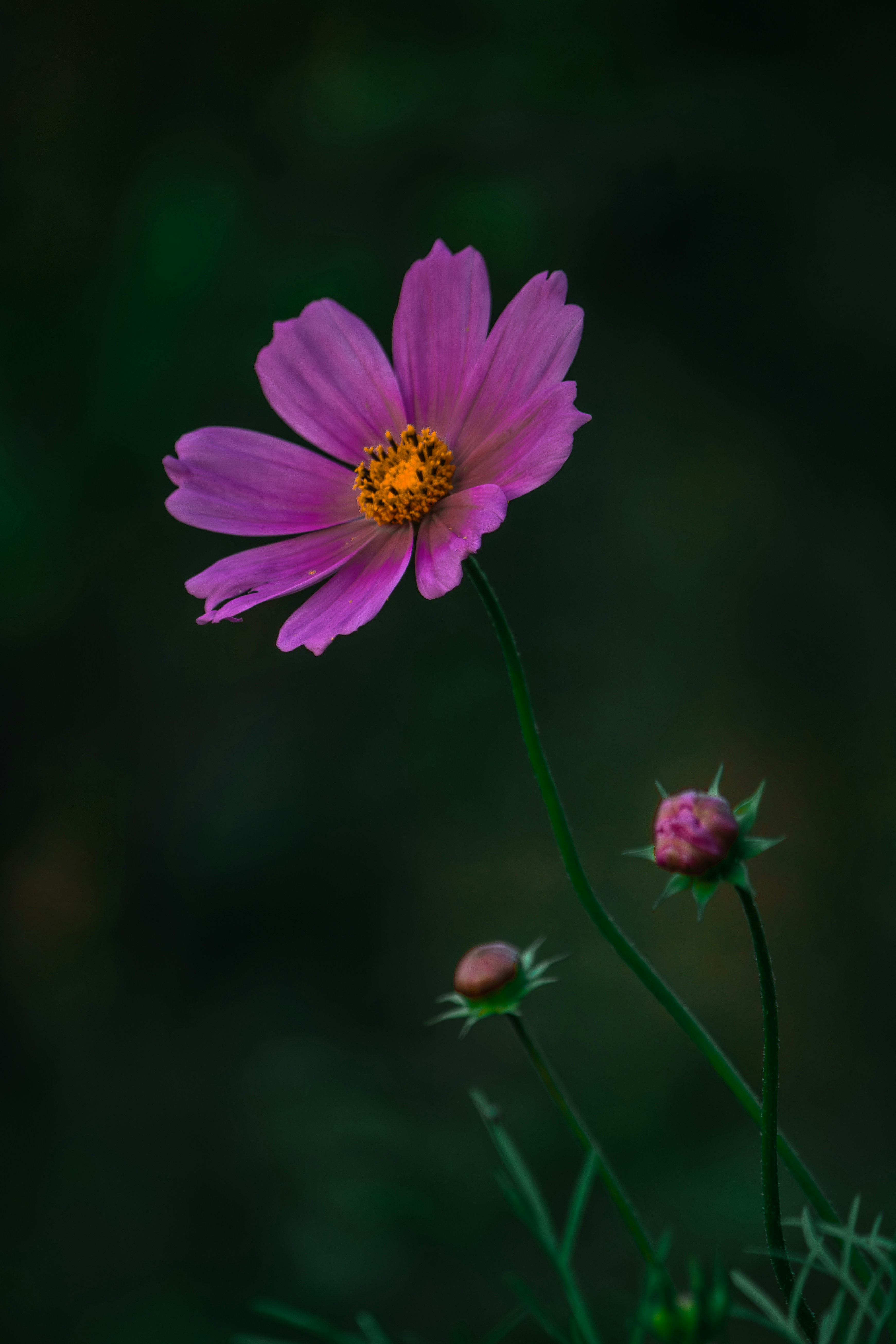 Photo by tanvirahmed2232