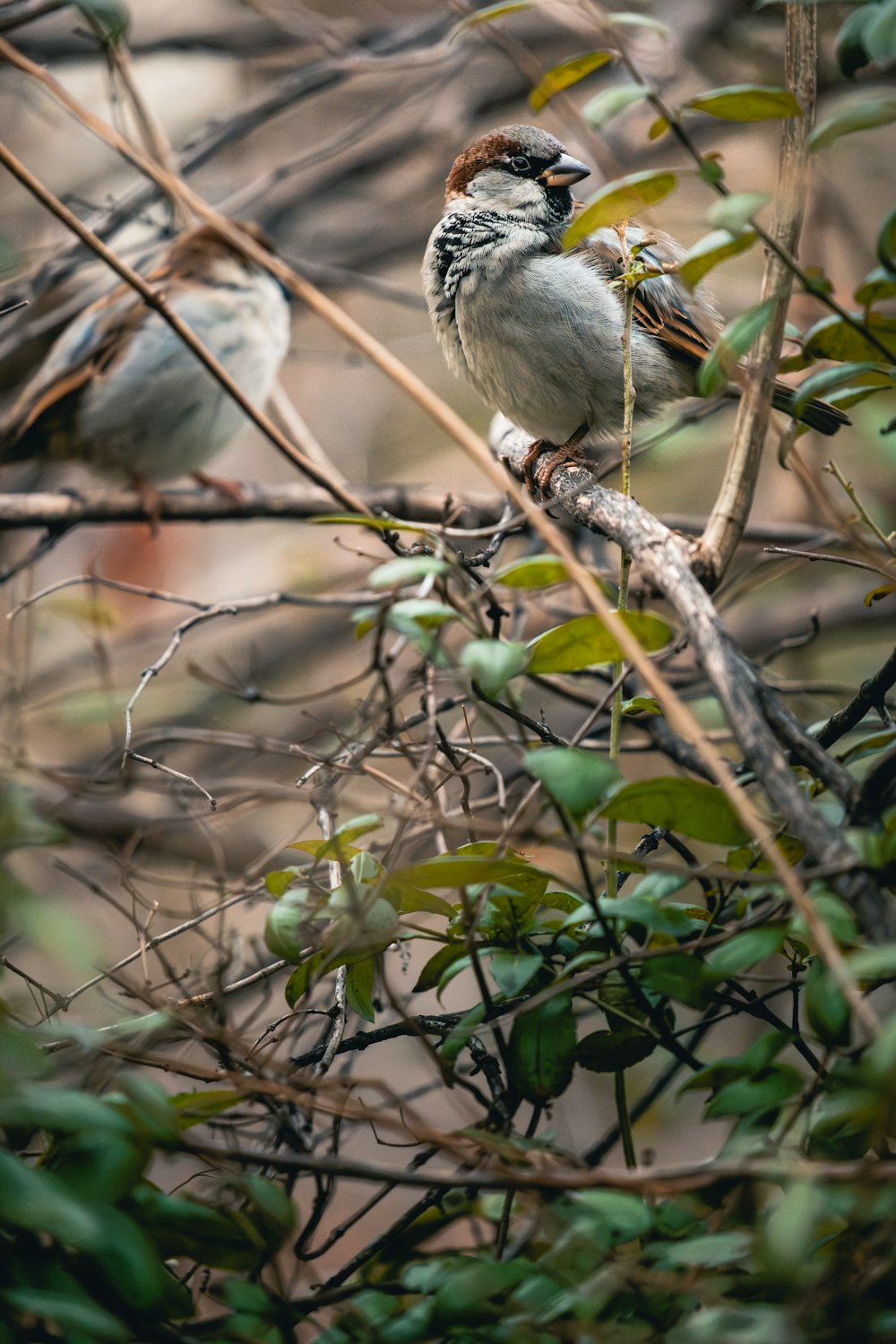 a couple of birds sitting on top of a tree branch