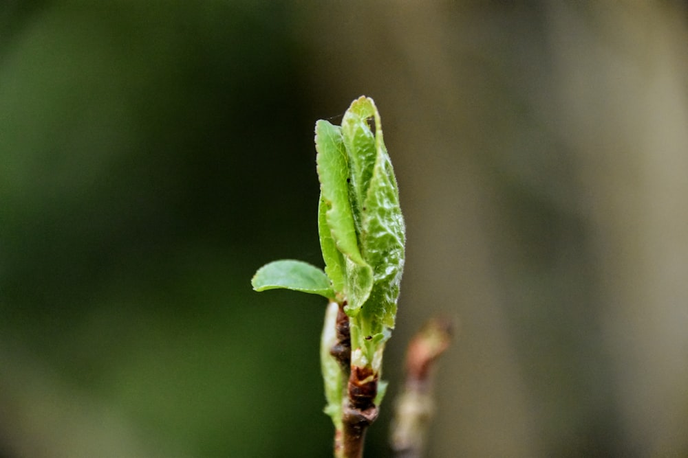 a close up of a small green plant