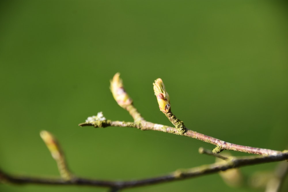 a close up of a twig on a tree branch
