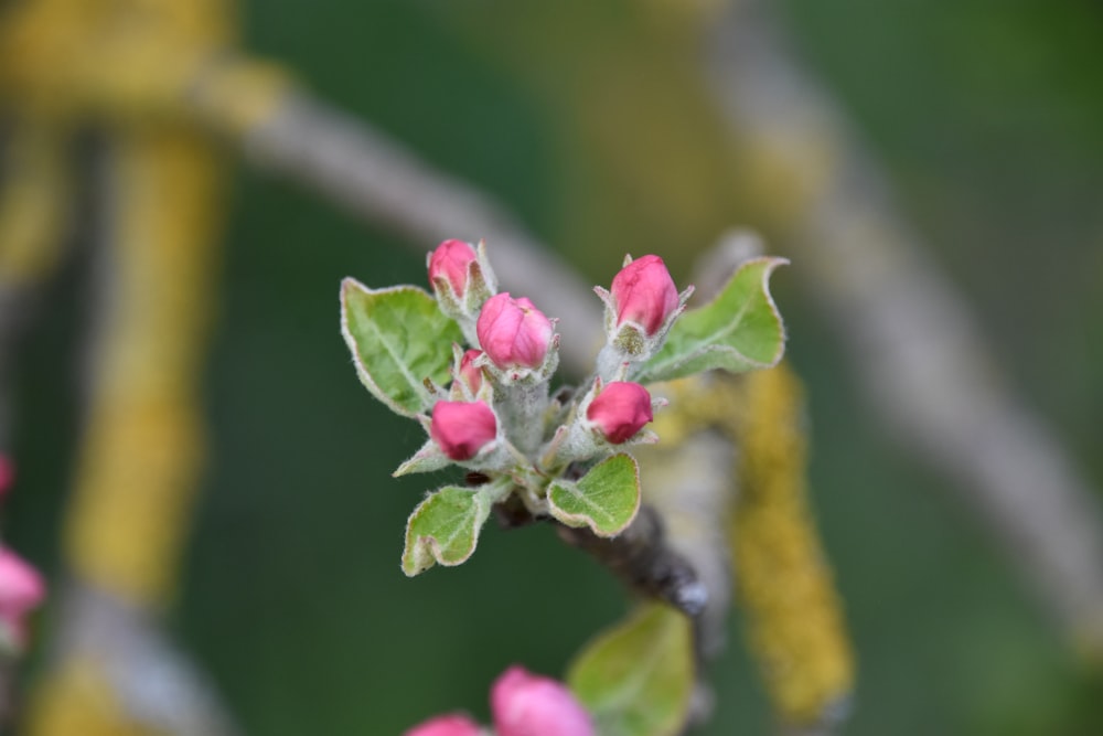 a small branch with pink flowers on it
