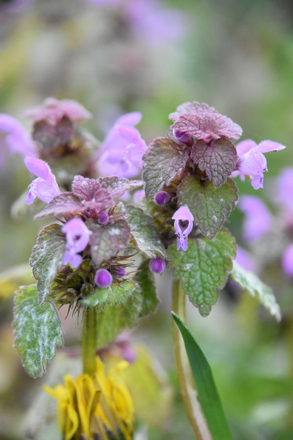 un gros plan d’une fleur violette avec des feuilles vertes