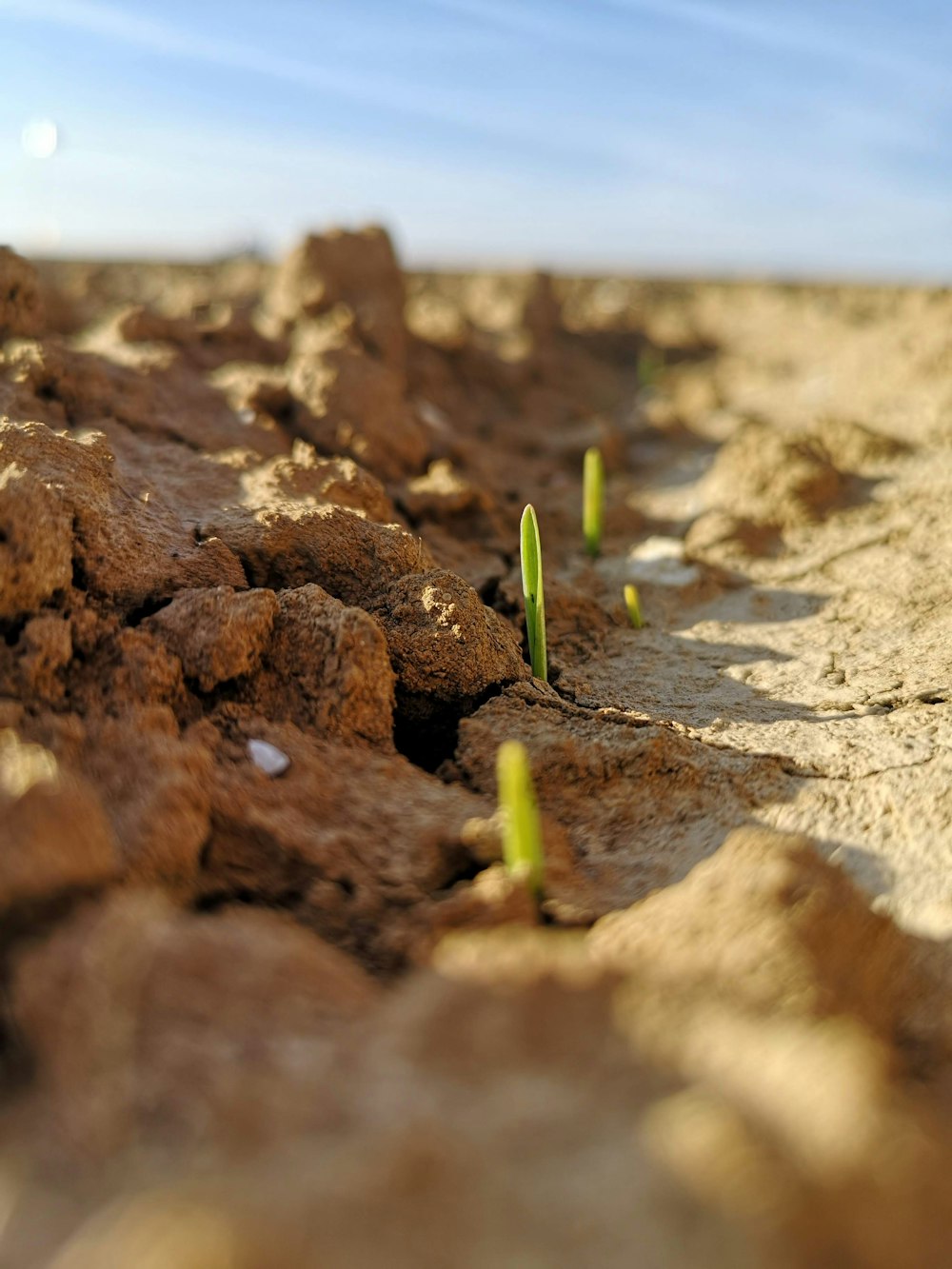 small plants sprouting out of the ground