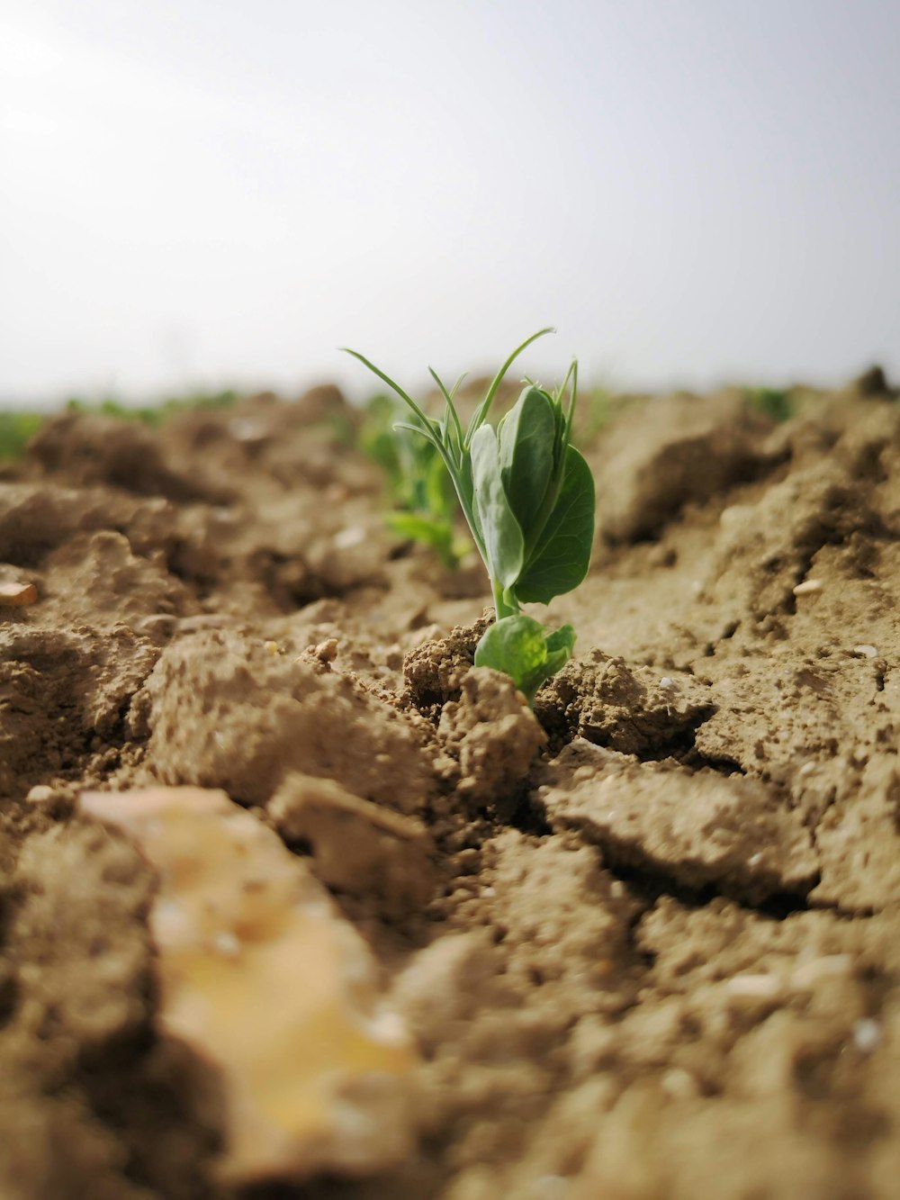 a small green plant sprouting from the ground