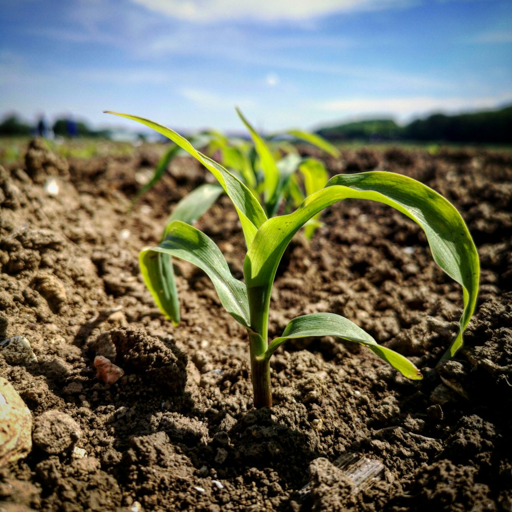 a young plant sprouts out of the ground