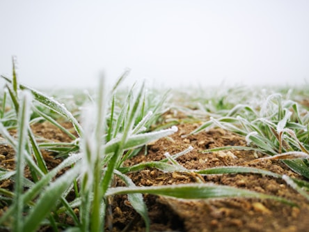 a field of grass covered in frost on a foggy day