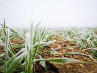 a field of grass covered in frost on a foggy day