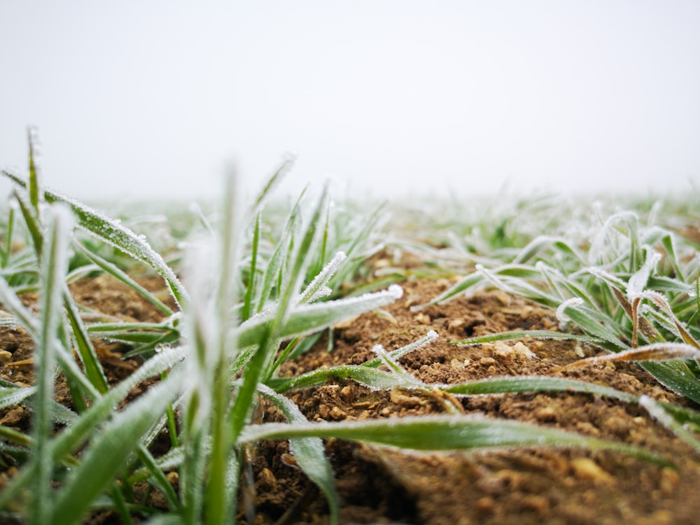 a field of grass covered in frost on a foggy day