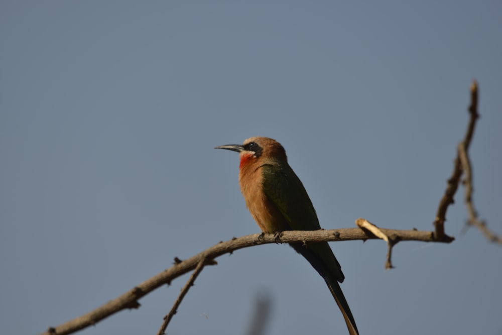 a bird with a long beak sitting on a tree branch