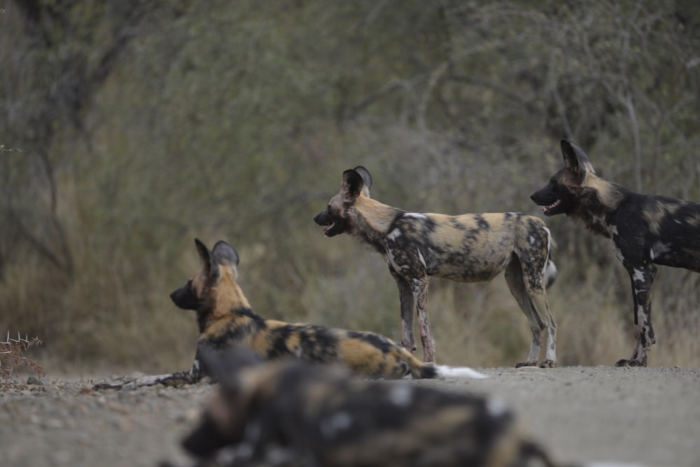 a group of wild dogs standing on top of a dirt field