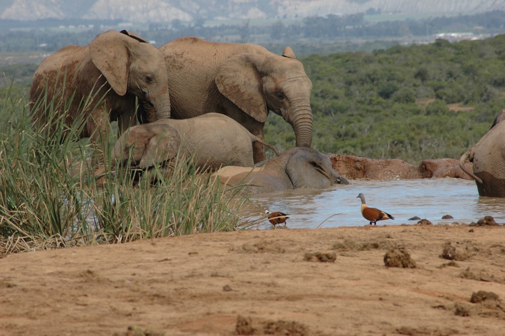 a herd of elephants standing next to a body of water